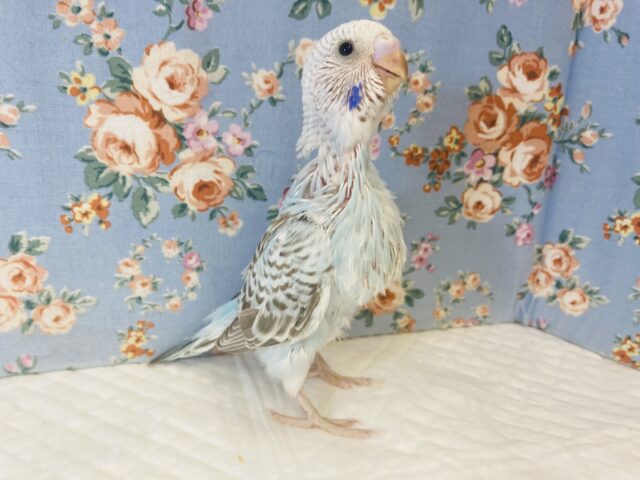 最高にイイ色合いです💙🤍手乗りセキセイインコ(シナモンオパーリン)💙🤍