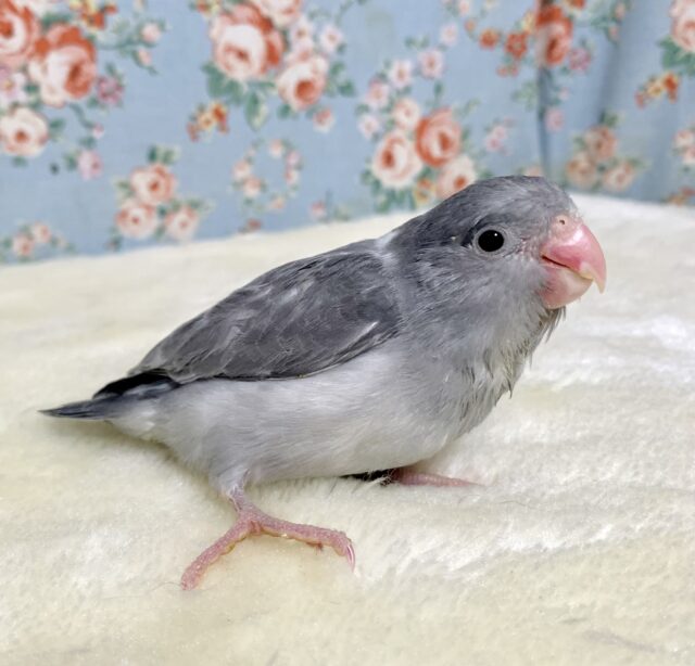 マメルリハ ブラックモーブパイド 💜💐 4/18