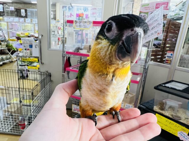 画像更新☆甘えん坊♡ズグロシロハラインコ