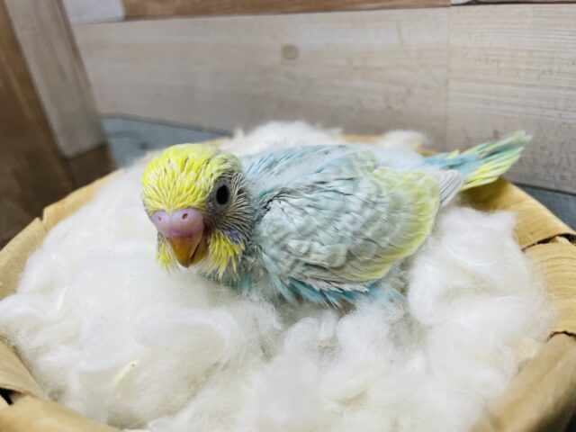 明るい色合いが可愛らしい！！セキセイインコのパステルレインボー！
