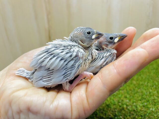 やっぱり僕たちが魅力的でしょ！　シルバー文鳥
