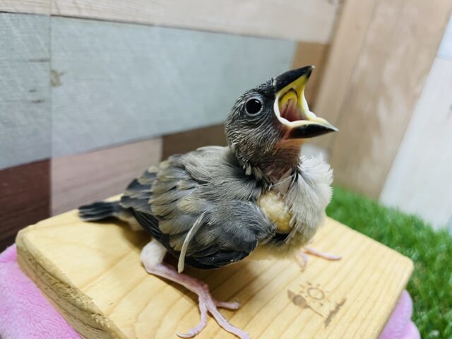 最新画像あります☆元気いっぱいに口を開けて待ってます♪定番人気カラーの桜文鳥🌸