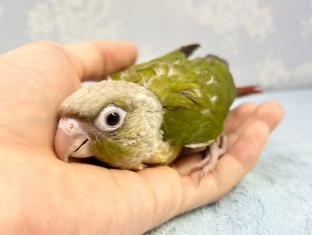 かわよい🤍ウロコインコ(シナモン) 2023年2月生まれ