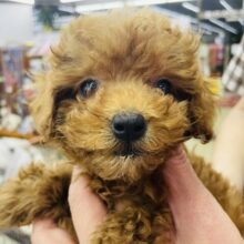 ハッピースマイル😄おちびトイプーちゃん！　トイプードル　レッド　女の子