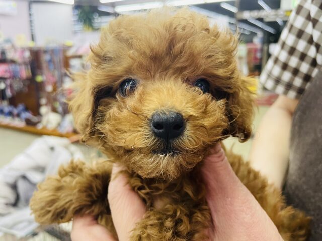 ハッピースマイル😄おちびトイプーちゃん！　トイプードル　レッド　女の子