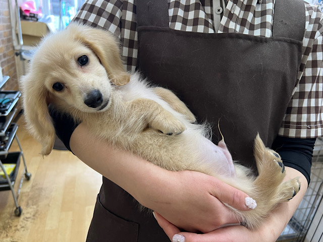 ムチッコロ❣️ダックスくんきましたよぉ〜⭐️