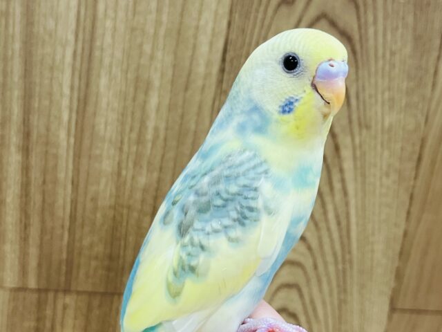 【最新画像更新🪄1人餌になりました☆】お花畑が想像出来ます♡セキセイインコ(パステルレインボーパイド) ヒナ
