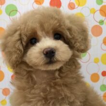 甘え上手のプードルちゃんいますよ！