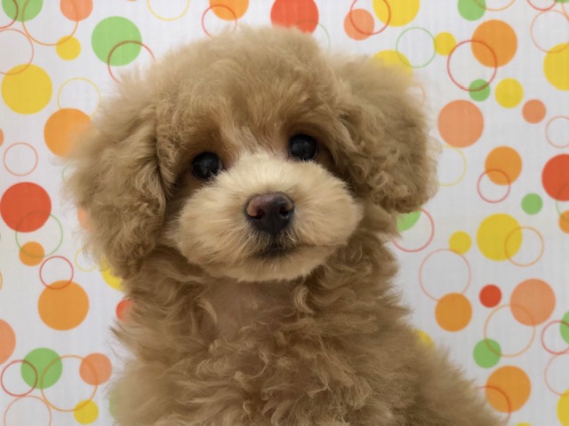 甘え上手のプードルちゃんいますよ！