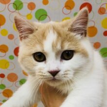 わんぱく！おてんばガール！マンチカンいるよ！