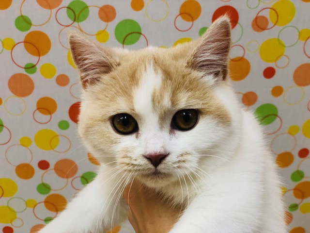 わんぱく！おてんばガール！マンチカンいるよ！