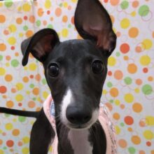 もち！つる～！イタリアングレーハウンドくんきました☆