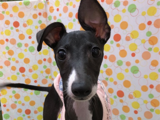 もち！つる～！イタリアングレーハウンドくんきました☆