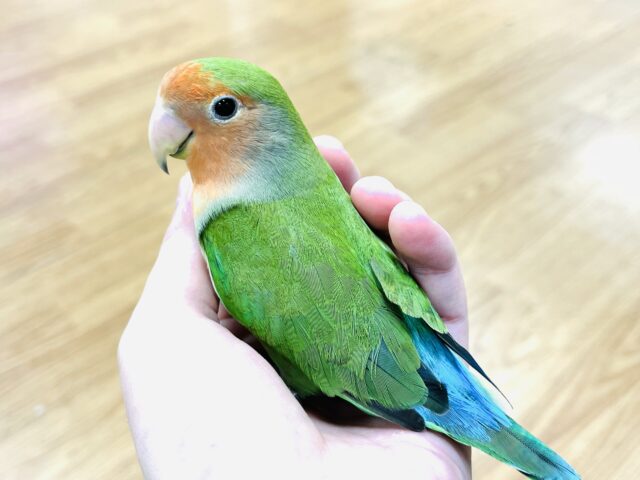 【画像更新🪄】触れ合う程にハマるツンデレさん♡コザクラインコ(ノーマル)