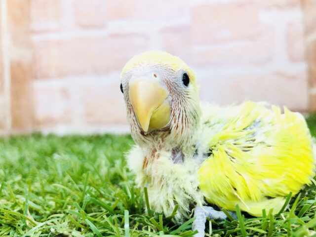 お久しぶりの入舎です　コザクラインコ　タイガーチェリー