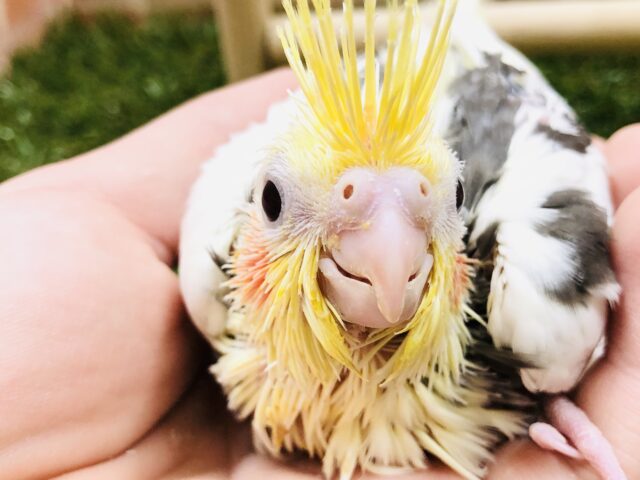 初入舎かな？　オカメインコのヘビーパイドがやってきました　R５　４／１５撮影