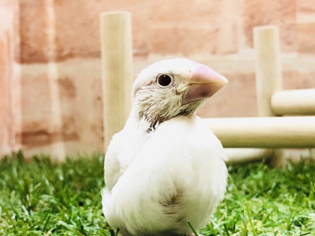 いつぶり？　シルバーイノ文鳥が入舎です　Ｒ５　４／５撮影