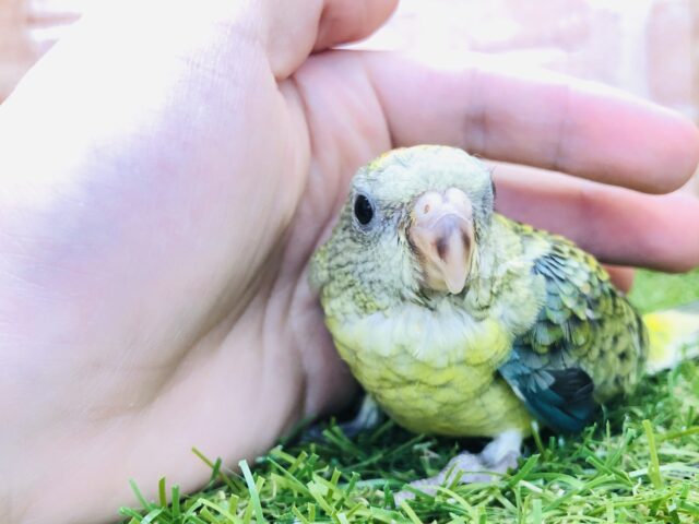 将来はどんな声で鳴いてくれるかな？　美声インコ　R５　４／１９撮影