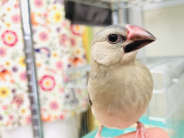 大定番の１羽　桜文鳥　Ｒ５　４／５撮影