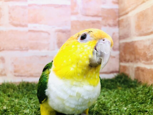 あれ？羽が生えた犬ですか？　シロハラインコ　R４　１２／３１撮影