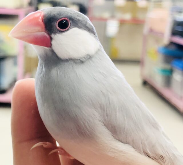 人気の渋めカラー　シルバー文鳥　Ｒ５　2／１撮影