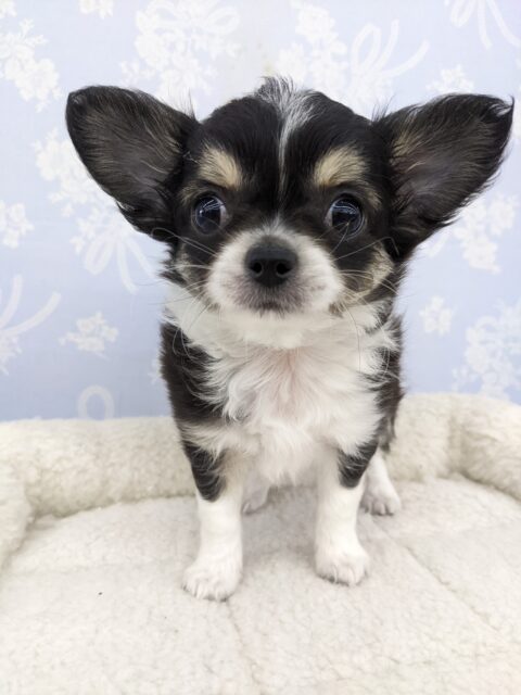 文句なしの可愛さ☆ロングコートチワワ・男の子！