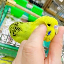 1人餌！！最新画像になりますよ！！ぷっくりスタイルはお好きですか？💓　ジャンボセキセイインコ　オパーリン