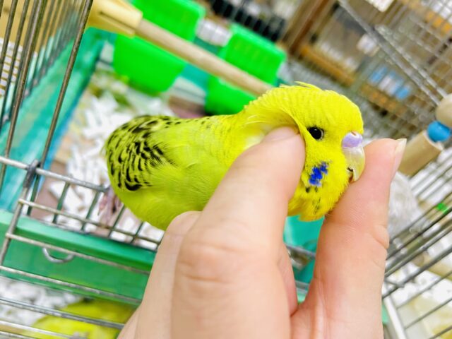 1人餌！！最新画像になりますよ！！ぷっくりスタイルはお好きですか？💓　ジャンボセキセイインコ　オパーリン