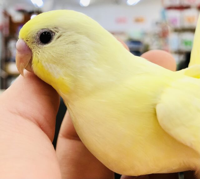 優しめ人気カラー　セキセイインコ　Ｒ５　５／２４撮影