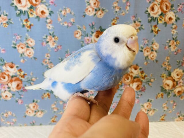 かわいいお空色💙☁️手乗りセキセイインコ(オパーリン)💙☁️
