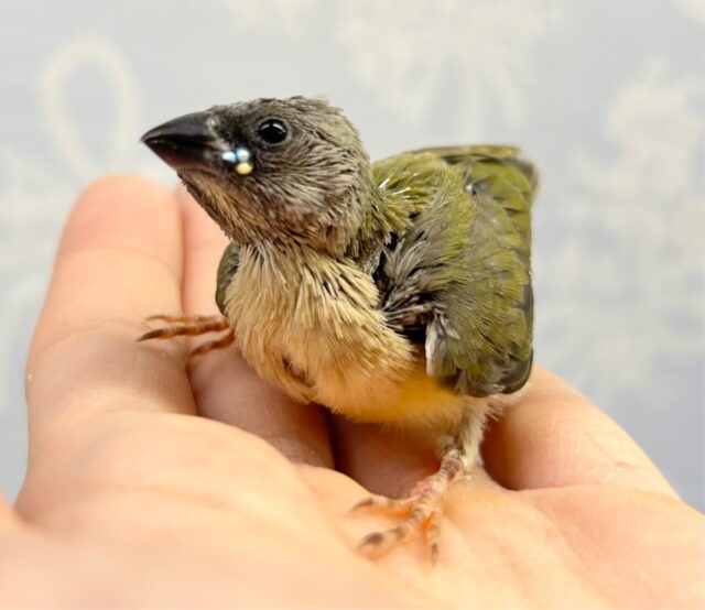 小さくて可愛い💚コキンチョウ 2023年4月生まれ