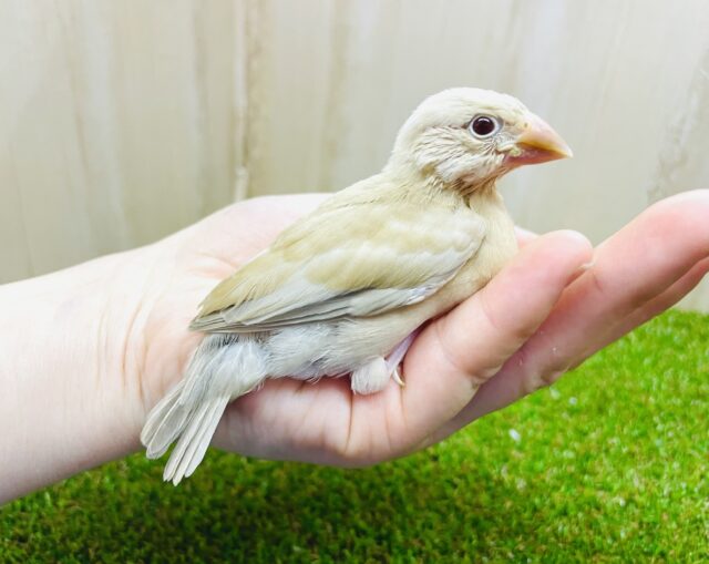 あと1羽になります！最新画像あります！スキなものはスキだって〜💓　シナモン文鳥