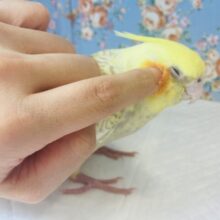 ( *ˊᵕˋ)ﾉﾅﾃﾞﾅﾃﾞ大好き❤︎手乗りオカメインコ(シナモンパール)🪶✨