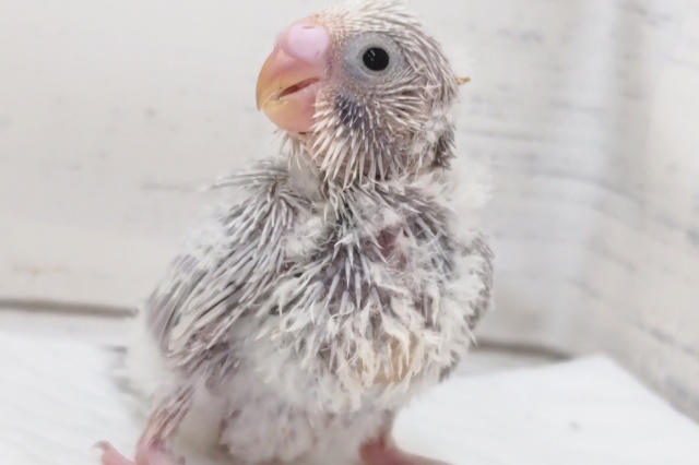 この色合いたまらない～✨　セキセイインコ(ライラック)