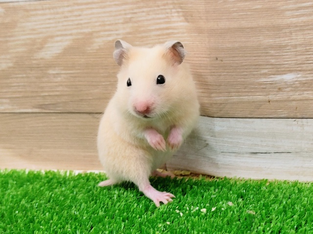 ちっちゃい❤キンクマハムスターの女の子🐹