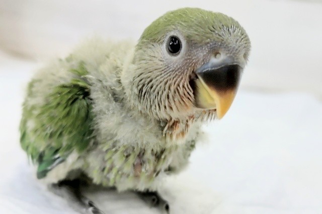 最新画像あり！定番人気カラー🌸　コザクラインコ(ノーマル)