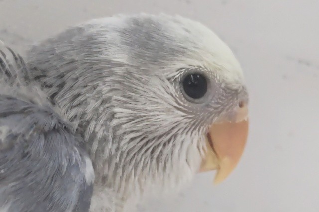 くすみブルーが魅力～💙　コザクラインコ(バイオレットオパーリンパイド)