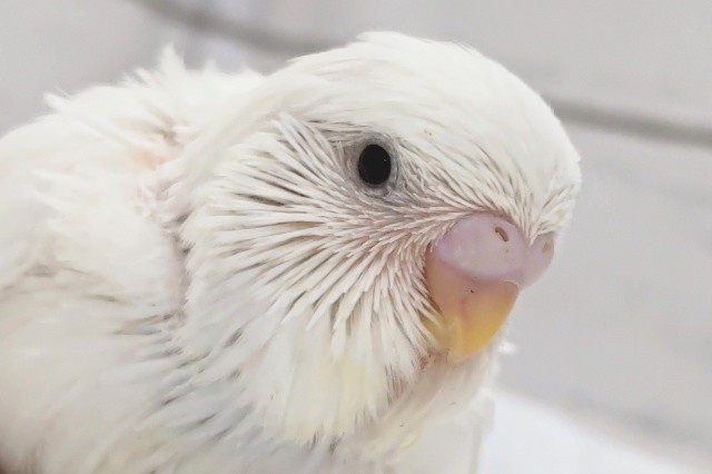 白い黒目のジャンボさん～🤍　ジャンボセキセイインコ(ダブルファクター)