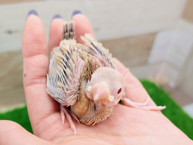 シナモン文鳥のヒナ(少し色濃い)入荷しました❤