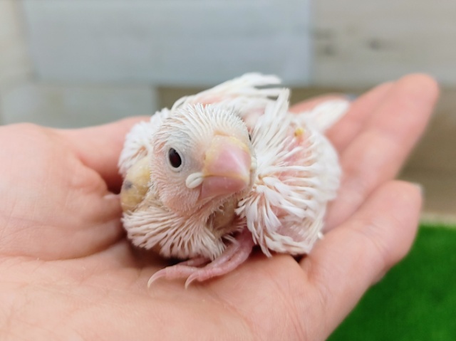 白文鳥のヒナ入荷しました❤