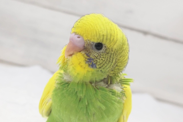 キラッと緑と黄色いお顔～🐣　セキセイインコ(パイド)