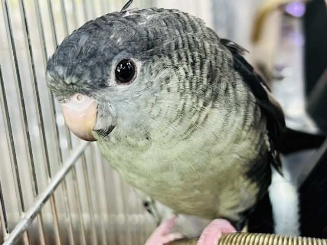 1人餌❤サザナミインコ(モーブ)入荷しました❤