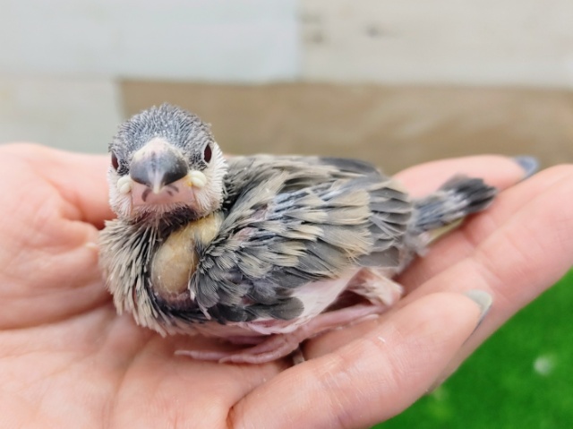 桜文鳥のヒナ入荷しました❤