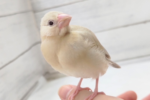 愛嬌たっぷりさん～👊　シナモン文鳥