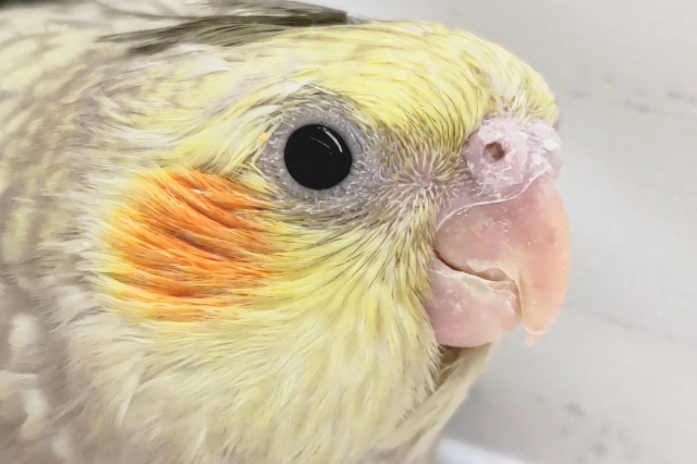 派手派手な柄～🫧　オカメインコ(シナモンパール)