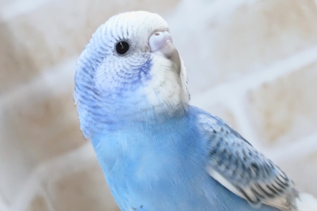 最新画像あり！　素敵な鮮やかブルー🩵　セキセイインコ(スパングル)