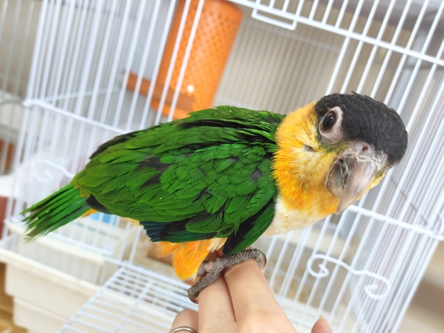 人が大好き❤ズグロシロハラインコ入荷しました〜❤