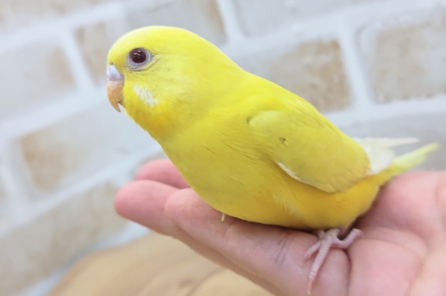 最新画像あり！　黄色推しの方注目～💛　セキセイインコ(ルチノー)