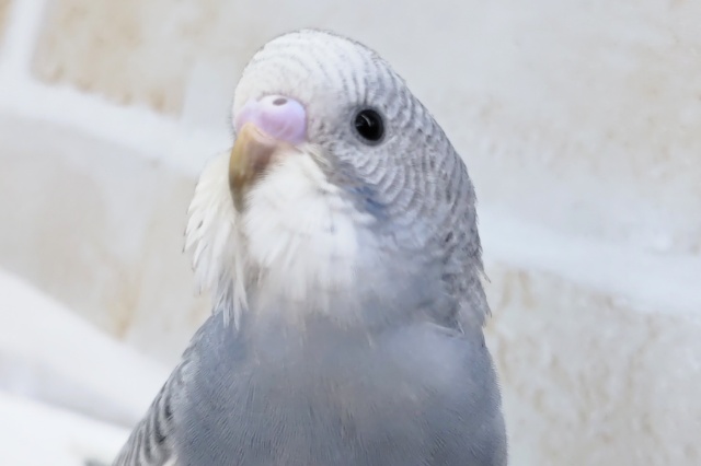 色合いたまらない～💙　セキセイインコ(グレースパングル)