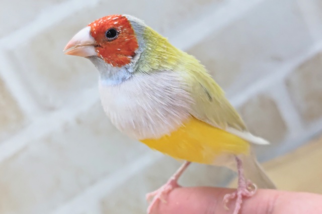 赤いお顔が魅力～❤️　コキンチョウ(シルバー)